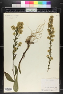 Solidago puberula image