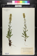 Solidago puberula image