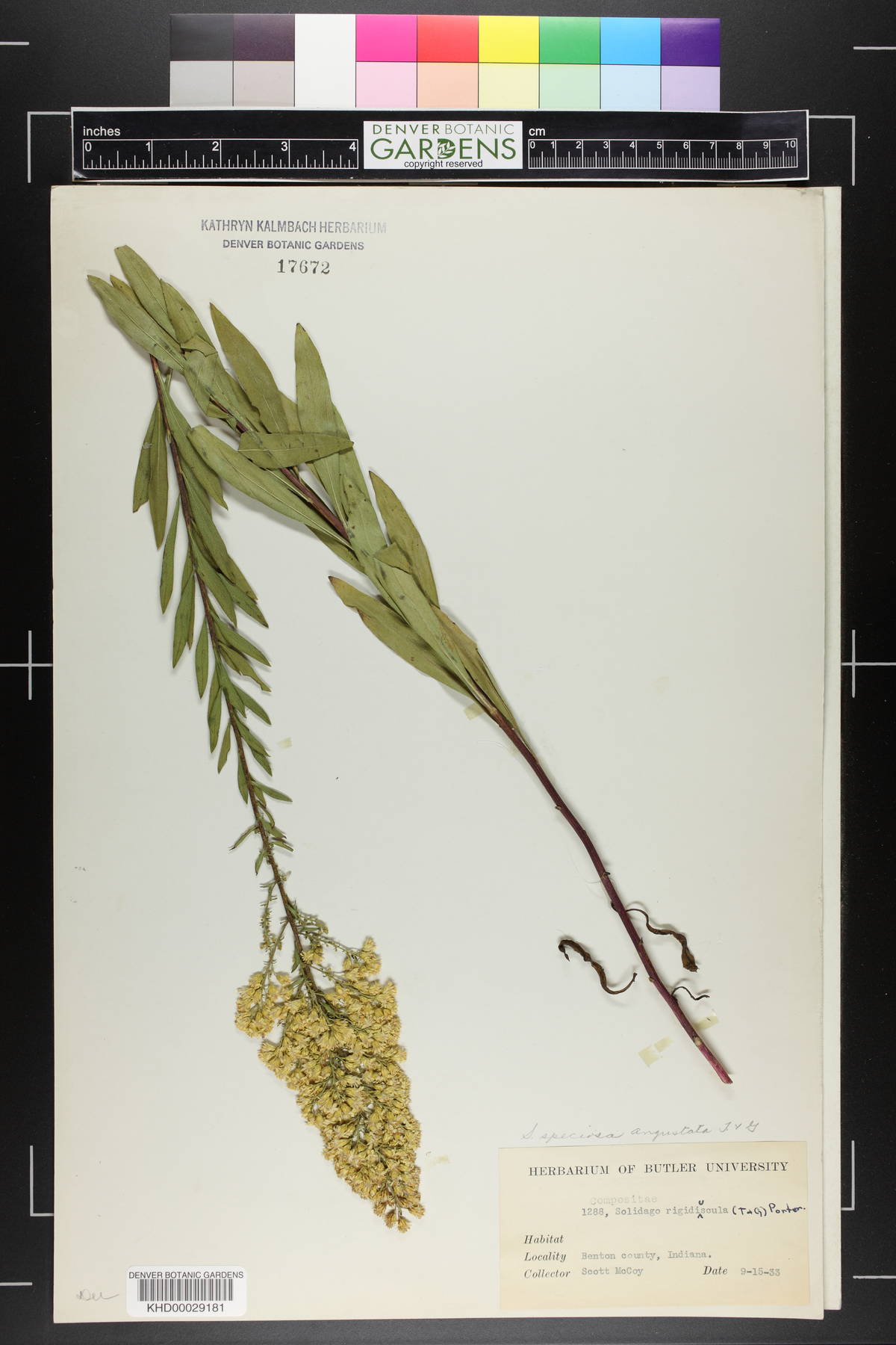 Solidago rigidiuscula image