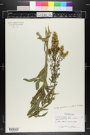 Solidago speciosa image