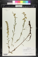 Solidago uliginosa var. linoides image