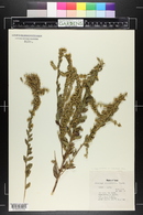 Solidago microphylla image