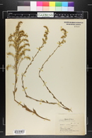 Solidago boottii image