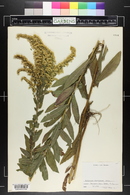 Solidago fistulosa image