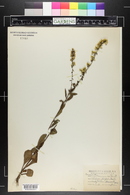 Solidago hispida image