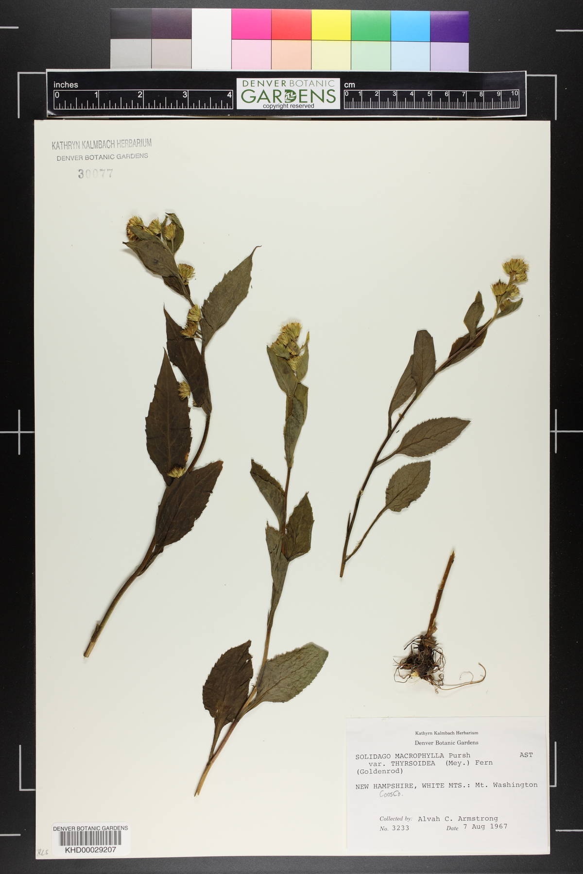 Solidago macrophylla var. thyrsoidea image