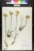 Solidago nana image