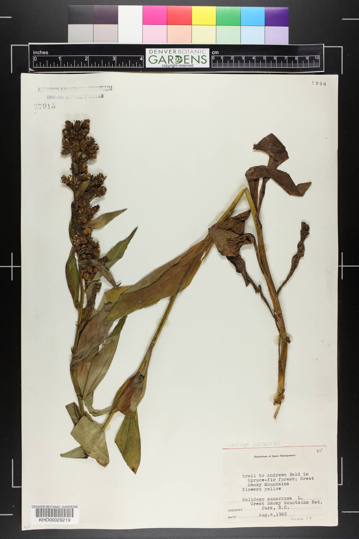 Solidago squarrosa image