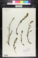 Solidago spathulata image