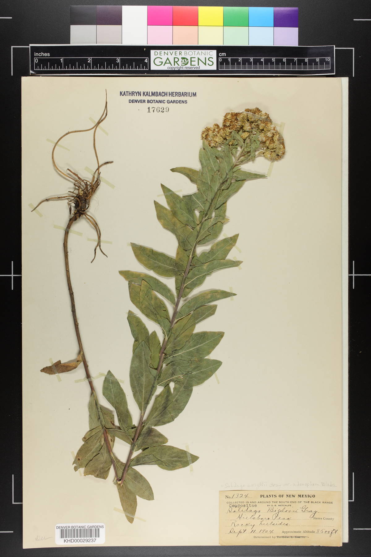 Solidago wrightii var. adenophora image