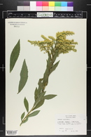 Solidago canadensis image