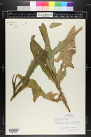 Sonchus asper image