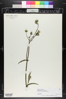 Sonchus oleraceus image