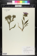 Stokesia laevis image