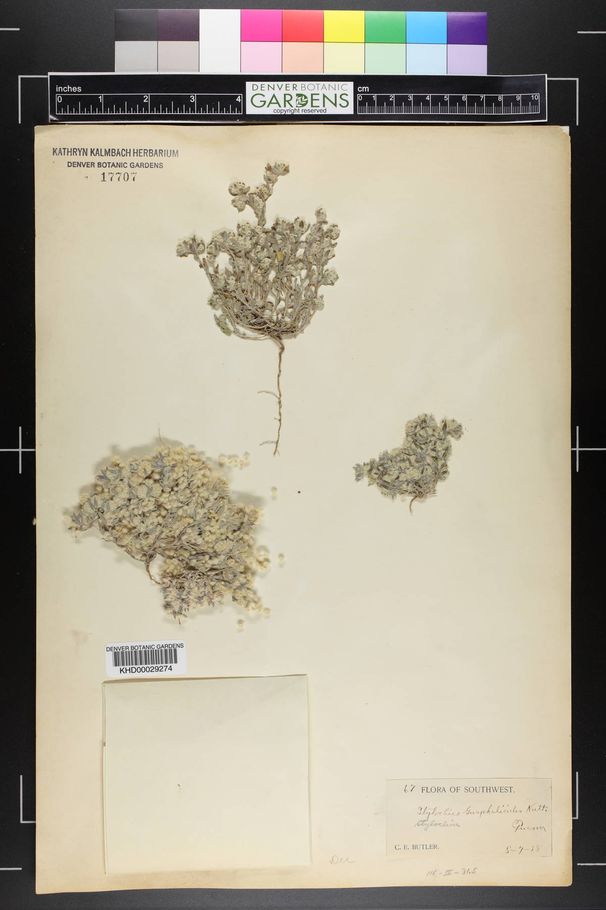 Stylocline gnaphaloides image