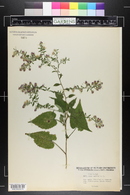 Symphyotrichum cordifolium image