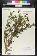 Tagetes patula image