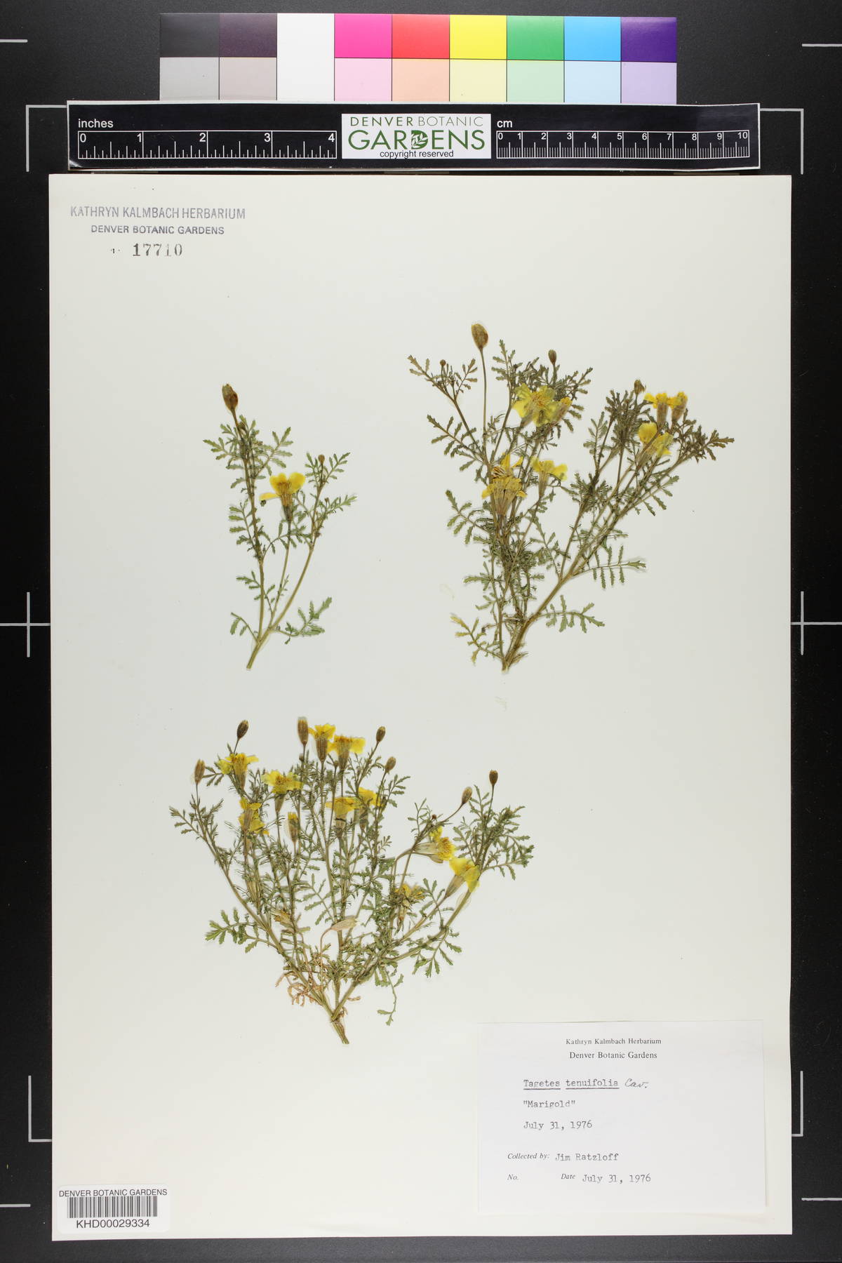 Tagetes patula image