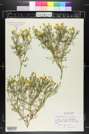 Tagetes patula image