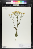 Tanacetum corymbosum image