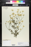 Tanacetum niveum image