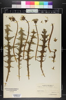 Image of Taraxacum acutidens