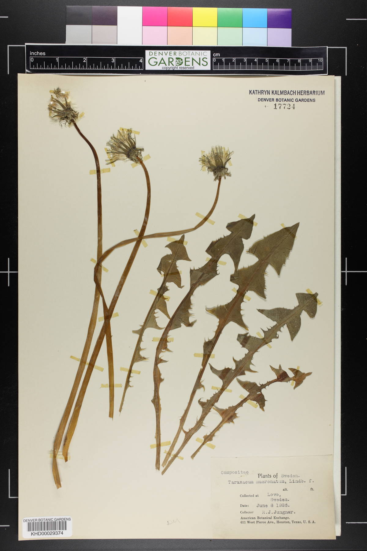 Taraxacum mucronatum image