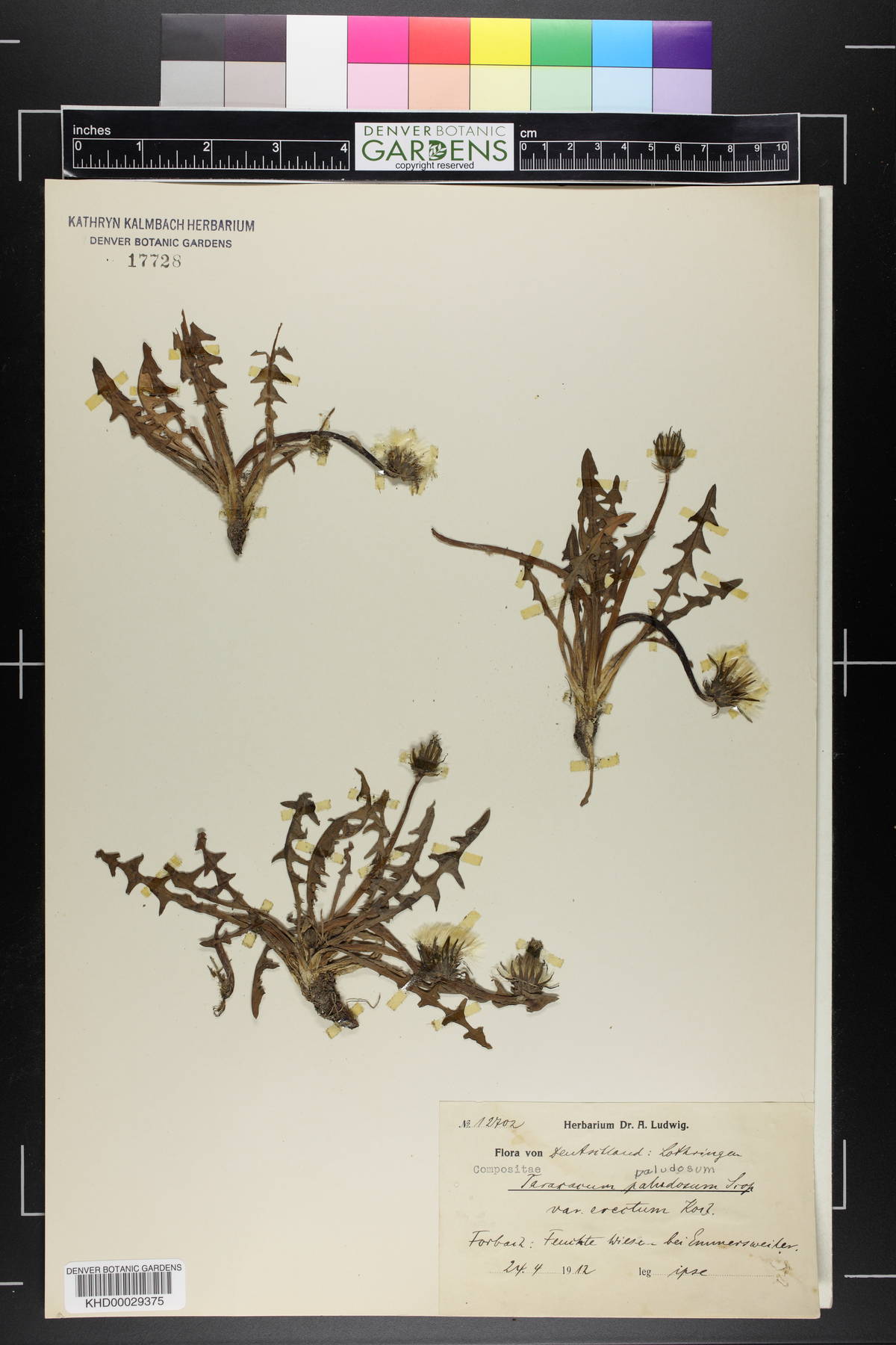 Taraxacum paludosum image