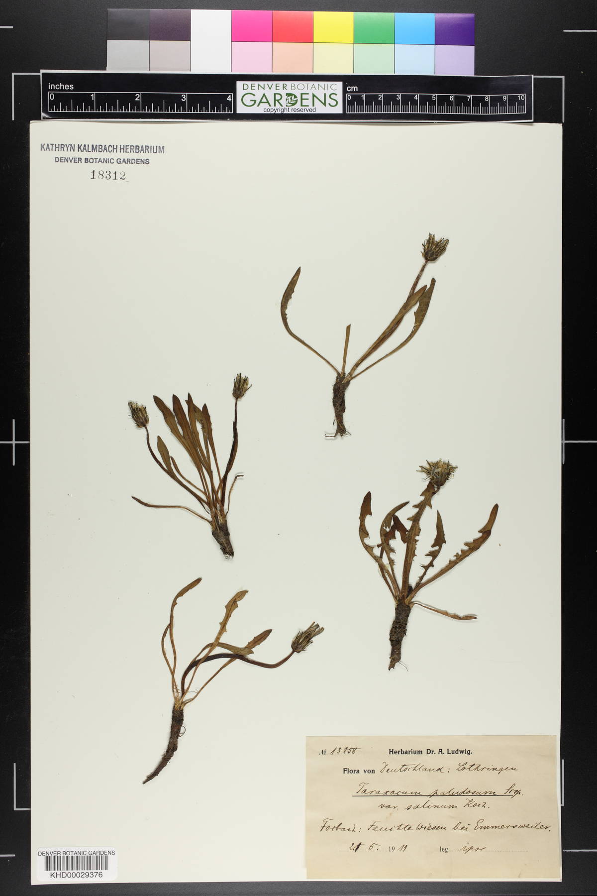 Taraxacum paludosum image