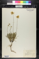 Actinea scaposa image