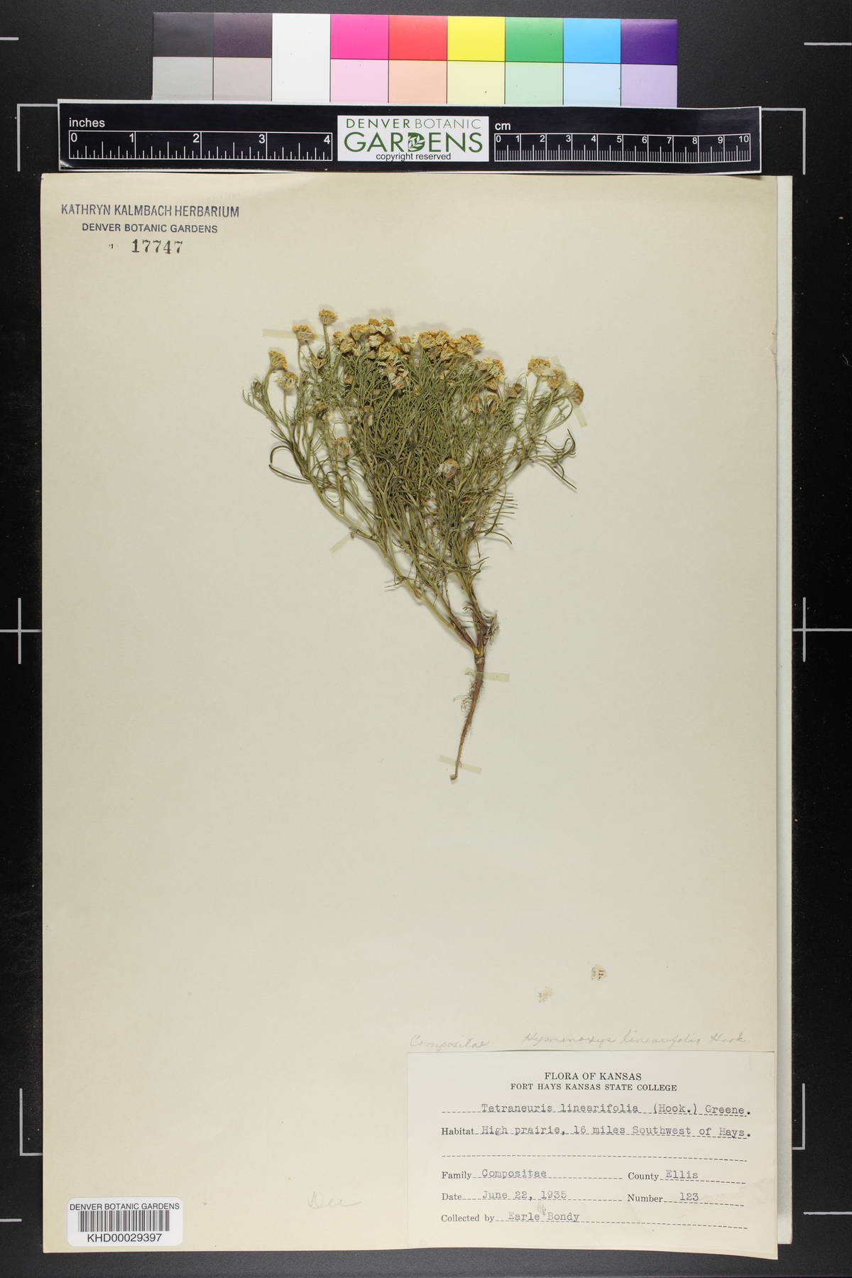 Tetraneuris linearifolia image