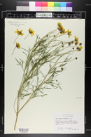 Thelesperma filifolium image