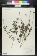 Wedelia acapulcensis var. hispida image