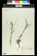 Erysimum asperum image