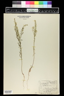 Lepidium apetalum image