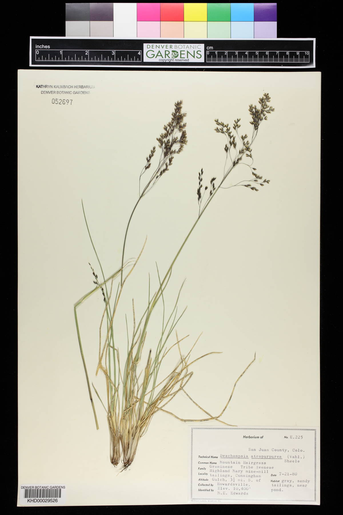Vahlodea atropurpurea image