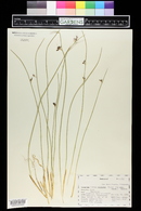 Juncus balticus subsp. ater image