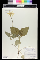 Arnica cordifolia image