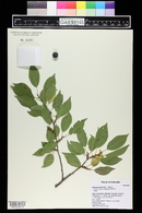 Prunus americana image