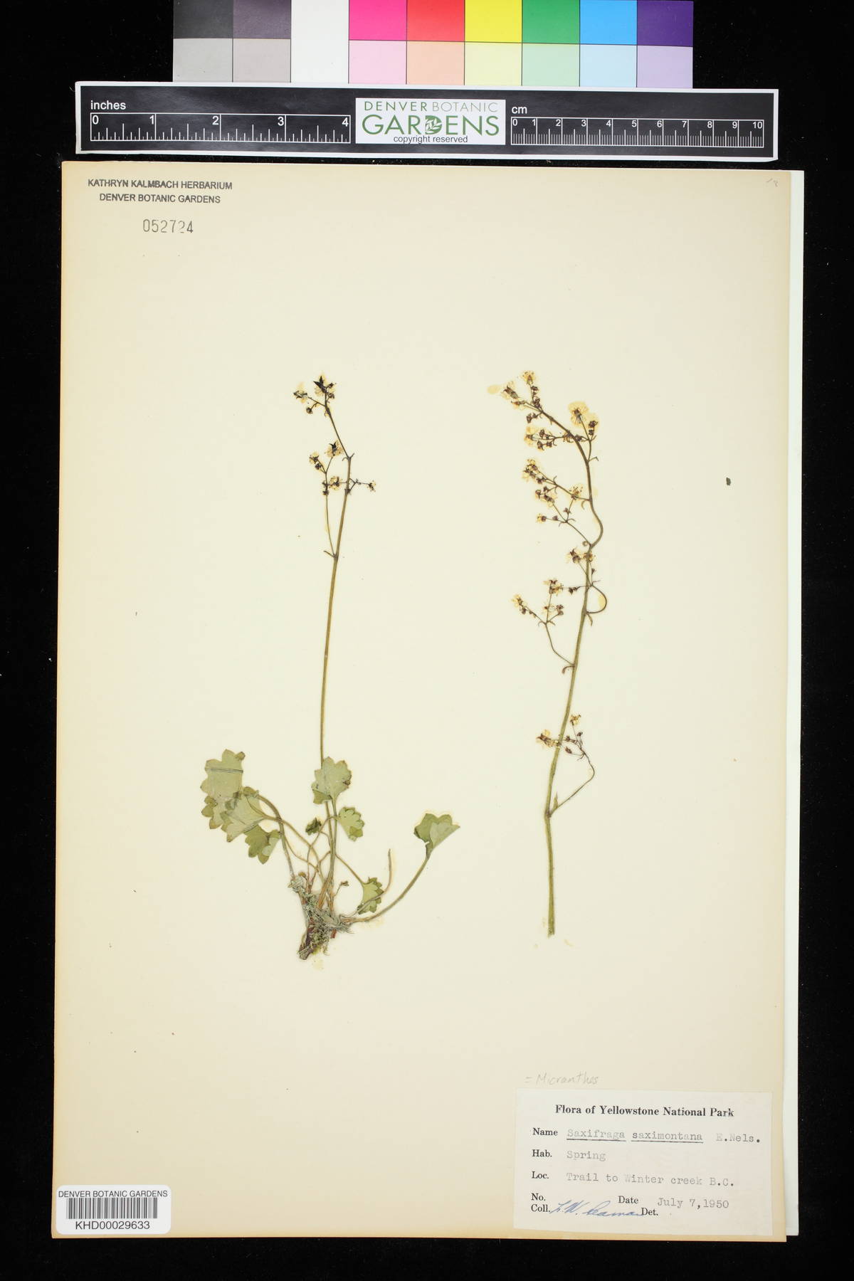 Saxifraga micranthidifolia image