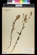 Castilleja septentrionalis image