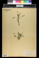 Viola nuttallii image