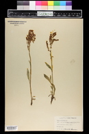 Rumex paucifolius image