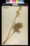 Lomatium dissectum image