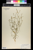 Gayophytum ramosissimum image