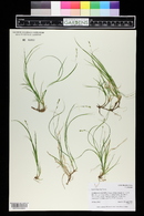 Carex disperma image