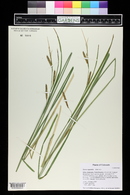 Carex aquatilis image