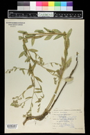 Lepidium latifolium image