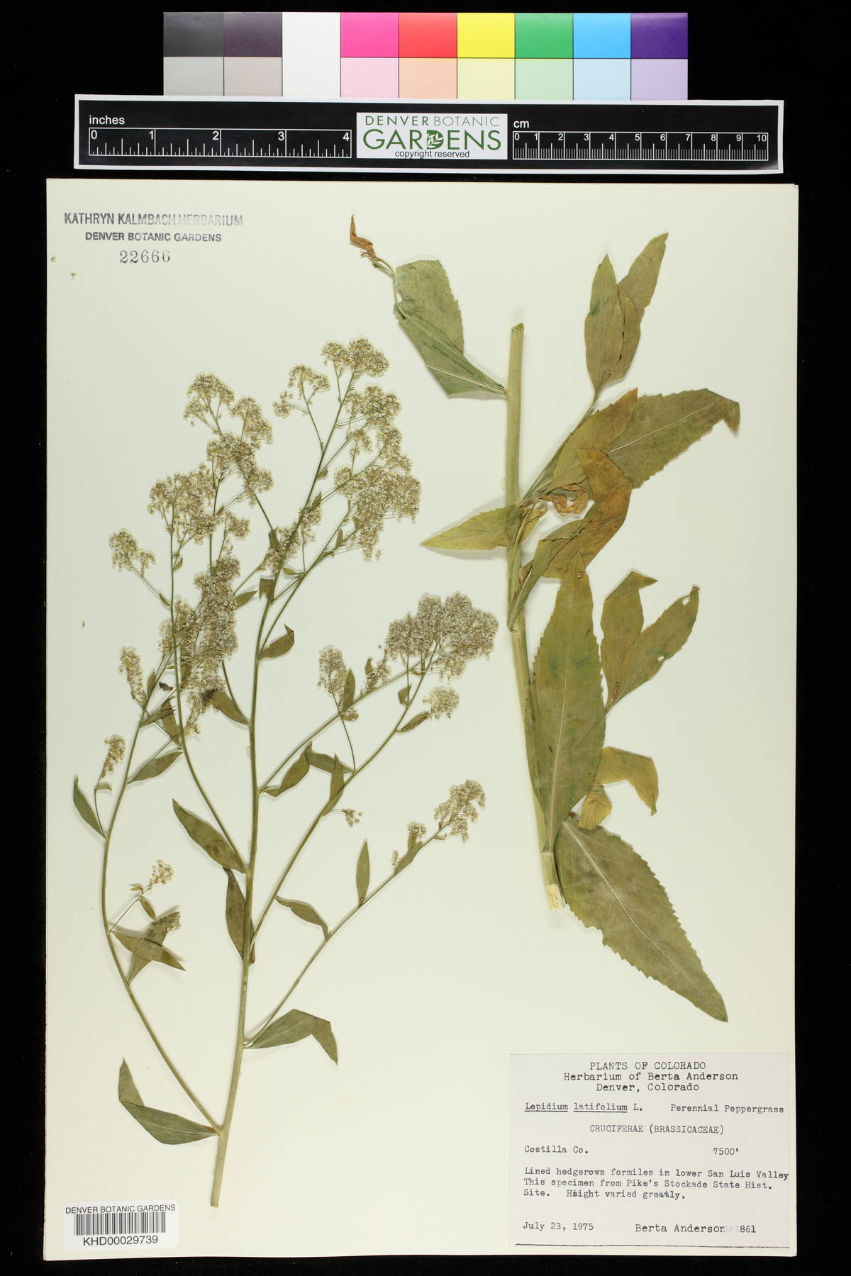 Lepidium latifolium image