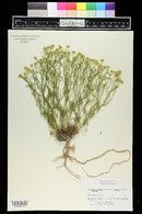 Lepidium montanum var. jonesii image